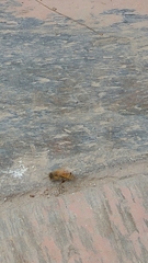 Apis mellifera