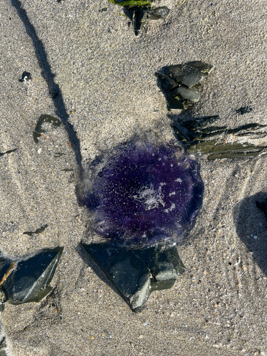 Blue Jelly