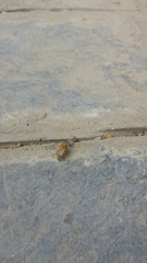 Apis mellifera
