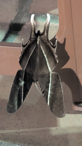 Tropical Swallowtail Moth