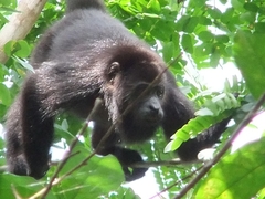 Guatemalan Black Howler photo 4