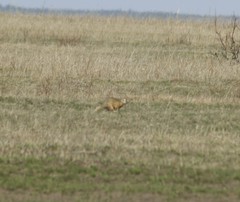 Spermophilus erythrogenys