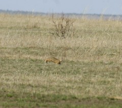 Spermophilus erythrogenys