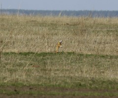 Spermophilus erythrogenys