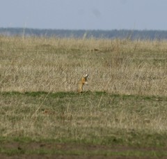 Spermophilus erythrogenys