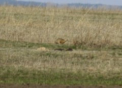 Spermophilus erythrogenys