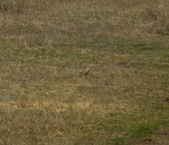 Spermophilus erythrogenys