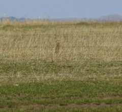 Spermophilus erythrogenys