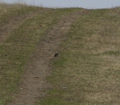 Spermophilus erythrogenys