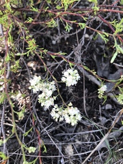 Polygonum dentoceras