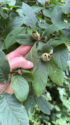 Medlar