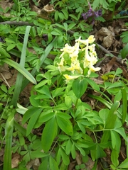 Corydalis cava marschalliana