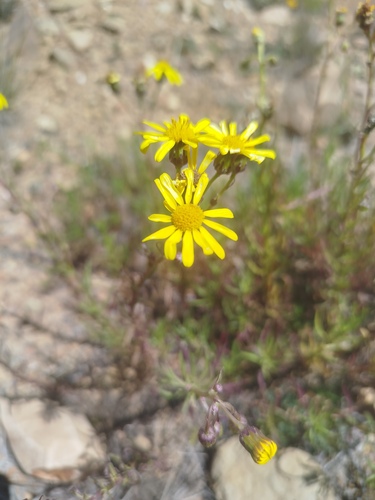 Senecio clivicola, photograph 2