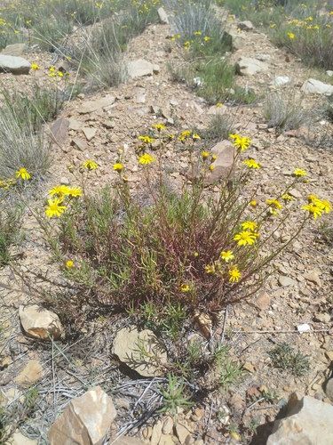 Senecio clivicola, photograph 1