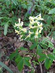 Corydalis cava marschalliana
