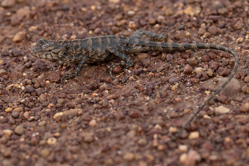 Thai Garden Lizard