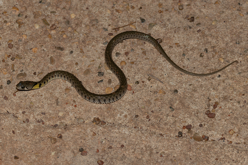 Yellow-spotted Keelback