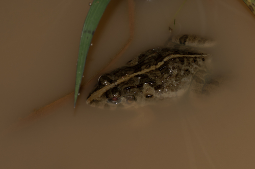 Paddy Field Frog