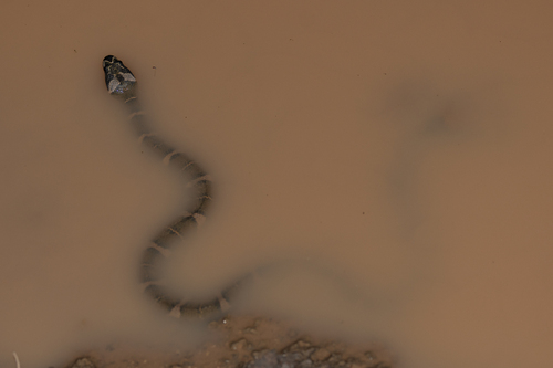 Deuve's Water Snake