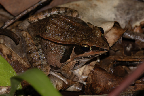 Kokarit Frog