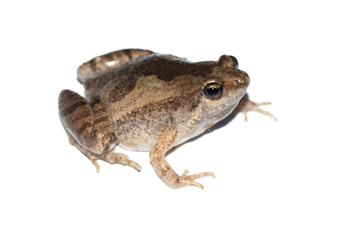 Mukhlesur's Narrow-mouthed Frog