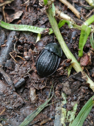 Black snail beetle