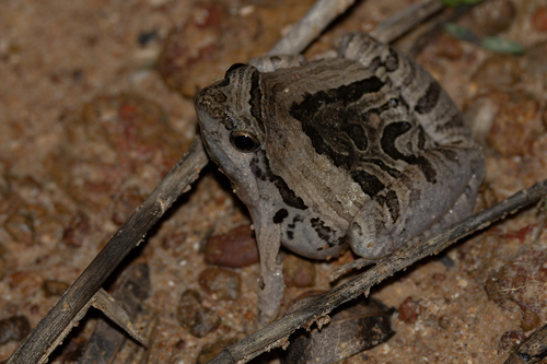 Beautiful Pygmy Frog