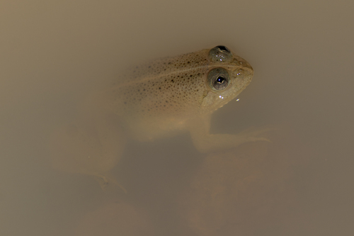 Green Puddle Frog