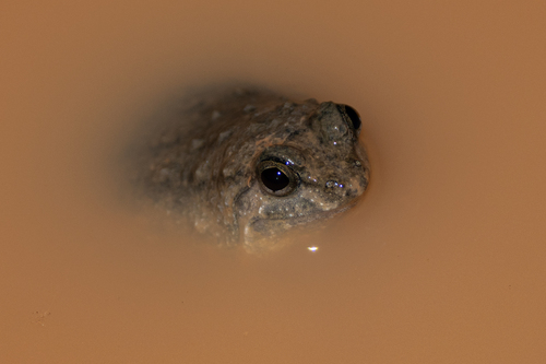 Round-tongued Floating Frog