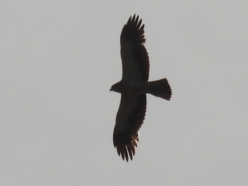 Booted Eagle