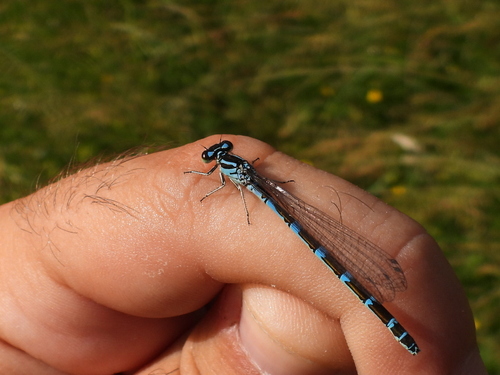 Ornate Bluet