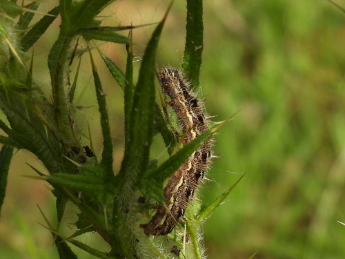 Painted Lady
