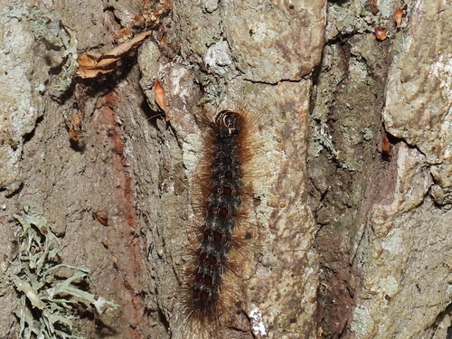 Spongy Moth