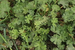 Peronospora conglomerata