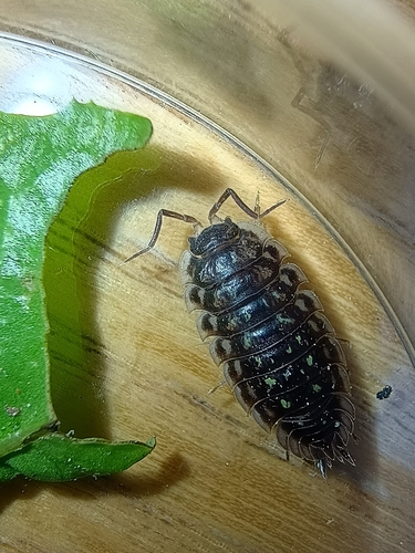 Common Shiny Woodlouse