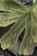 Peronospora conglomerata