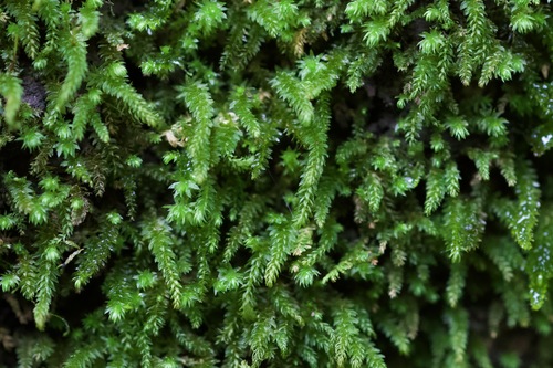 Herpetineuron toccoae observed 2026-06-07