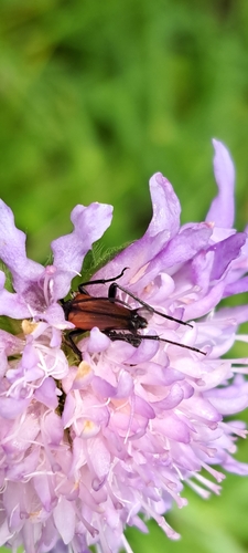 Kleiner Schmalbock
