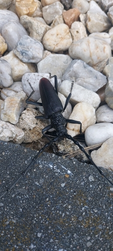 Great capricorn beetle
