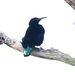Paradise Riflebird - Photo (c) Dominic Sherony, some rights reserved (CC BY-SA)