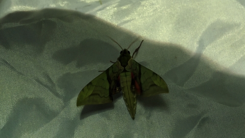 Callambulyx rubricosa