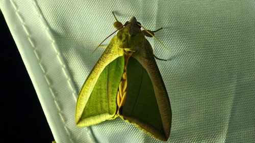 Green Fruit-piercing Moth