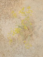 Haplophyllum tuberculatum