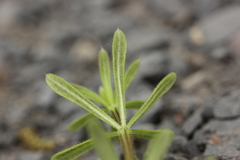 Peronospora aparines