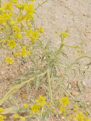 Haplophyllum tuberculatum