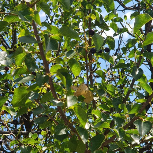 St Lucie Cherry