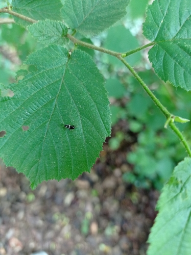 Variable Cockroach