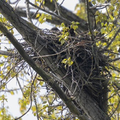 Milvus milvus milvus