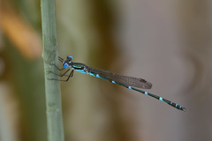 Austrolestes minjerriba