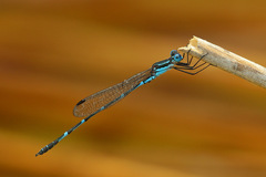 Austrolestes minjerriba